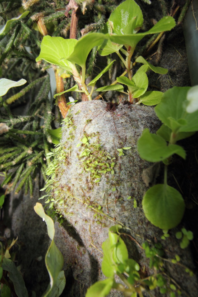 Lokation: Deutschland | Nordrhein-Westfalen | Bergisch Gladbach | Rodemich Kategorien: Pflanzenwand, Datum: 06.09.2015