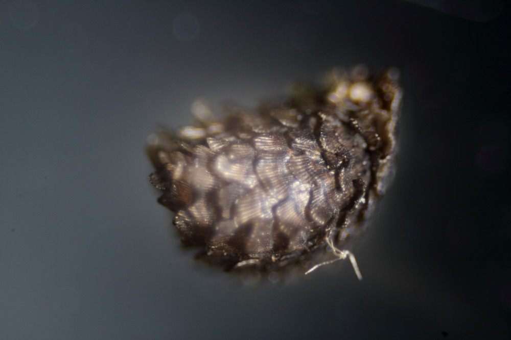 Lokation: Deutschland | Nordrhein-Westfalen | Bergisch Gladbach | Rodemich Kategorien: Samen, Datum: 17.10.2015