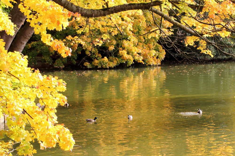 Kategorien: Herbst, Datum: 23.10.2015