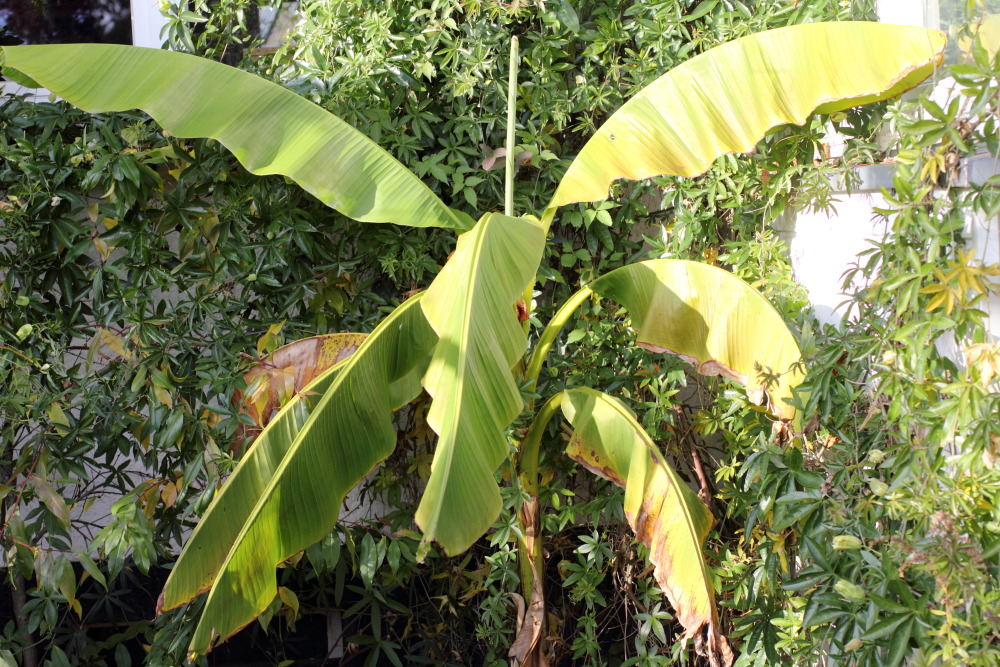 Lokation: Deutschland | Nordrhein-Westfalen | Bergisch Gladbach | Rodemich Kategorien: Permakultur, Datum: 31.10.2015