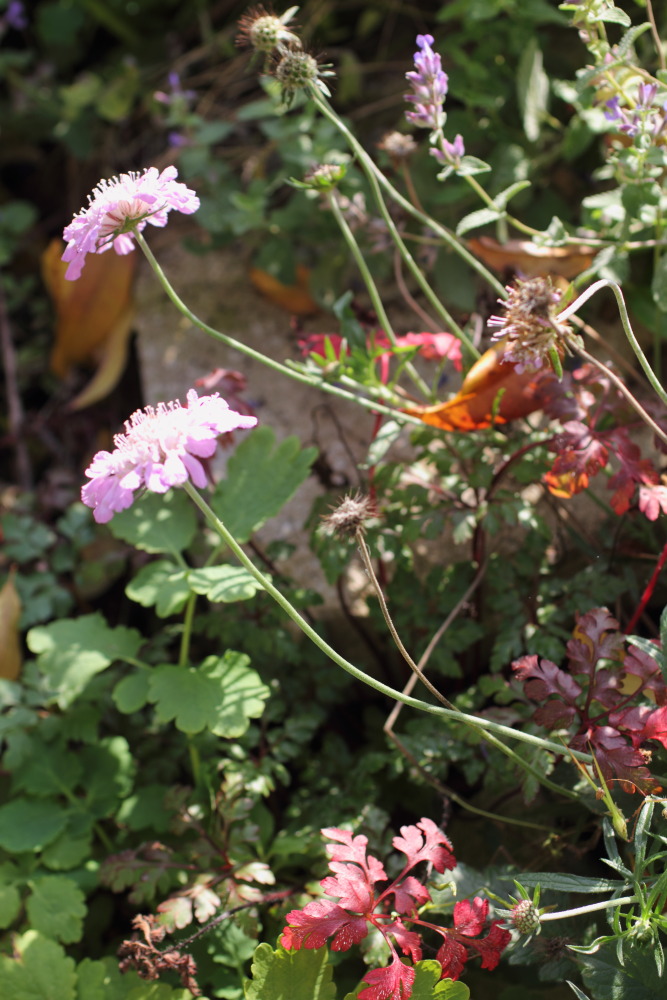 Lokation: Deutschland | Nordrhein-Westfalen | Bergisch Gladbach | Rodemich Kategorien: Naturgarten, Datum: 31.10.2015
