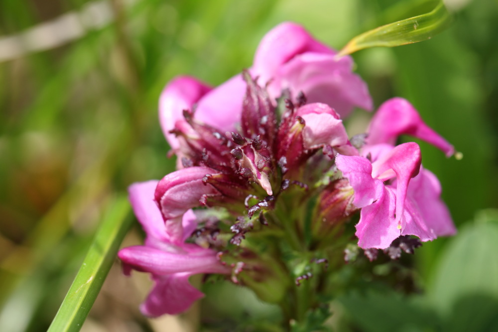 Pedicularis rostratocapitata (Kopfiges Läusekraut), Lokation: Österreich | Tirol | Winkl | Winkl Kategorien: Blüte, Familie: Orobanchaceae (Sommerwurzgewächse ), Datum: 07.07.2015