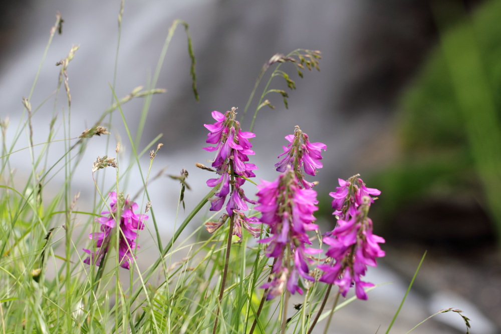 Lokation: Österreich | Tirol | Winkl | Winkl Kategorien: Habitus, Datum: 07.07.2015