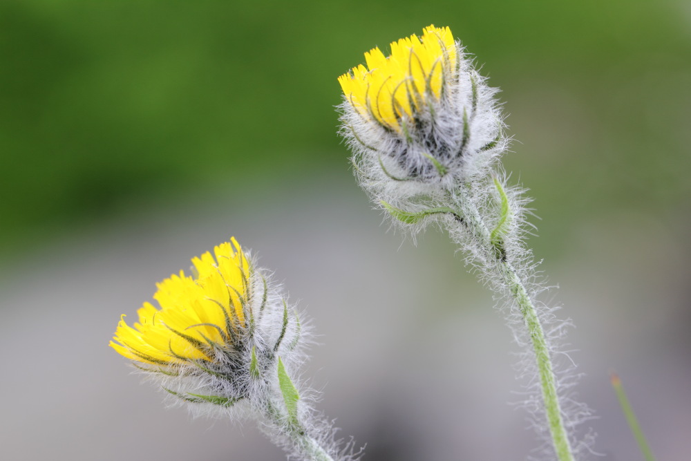 Lokation: Österreich | Tirol | Winkl | Winkl Kategorien: Blüte, Datum: 07.07.2015