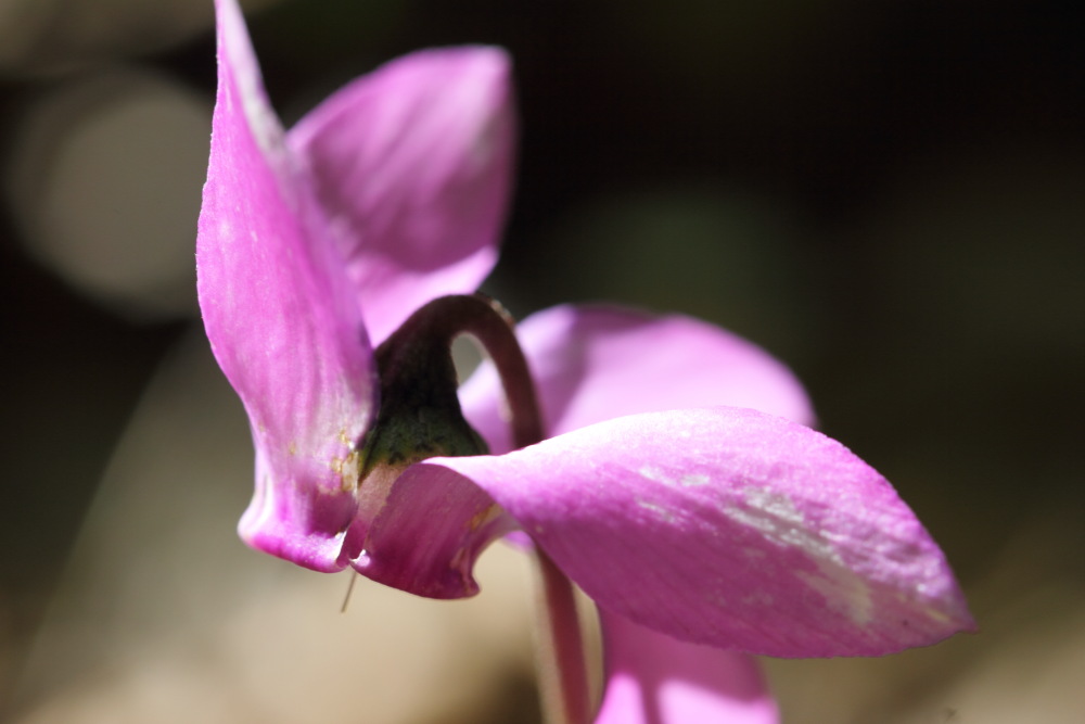 Cyclamen pupurascens (Alpenveilchen), Lokation: Österreich | Kärnten | Windisch Bleiberg-Slovenji Pla | Sapotnica Kategorien: Blüte, Familie: Primulaceae (Schlüsselblumengewächse ), Datum: 09.07.2015