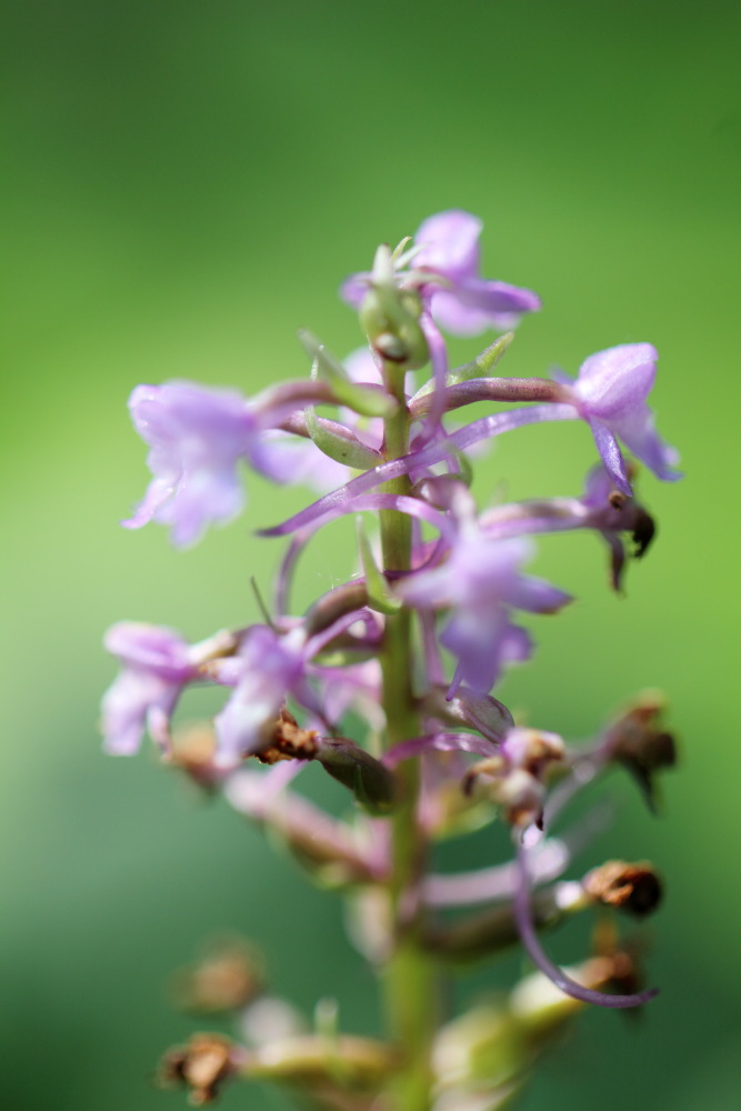 Gymnadenia conopsea (Mücken-Händelwurz), Lokation: Österreich | Kärnten | Windisch Bleiberg-Slovenji Pla | Sapotnica Kategorien: Blüte, Familie: Orchidaceae (Orchideen ), Datum: 09.07.2015