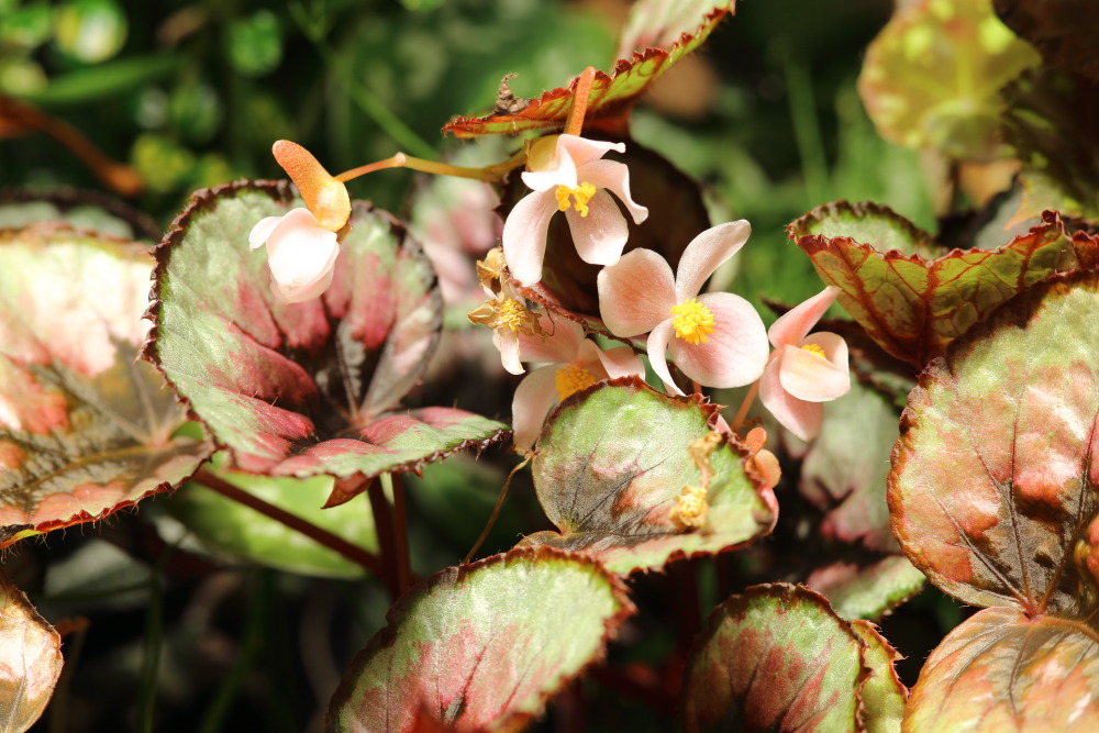 Lokation: Deutschland | Nordrhein-Westfalen | Bergisch Gladbach | Rodemich Kategorien: Pflanzenwand, Datum: 18.01.2016