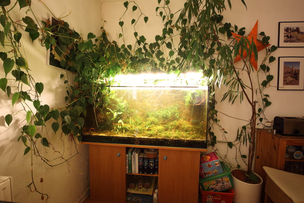 Lokation: Deutschland | Nordrhein-Westfalen | Bergisch Gladbach | Rodemich Kategorien: Aquarien, Datum: 18.01.2016