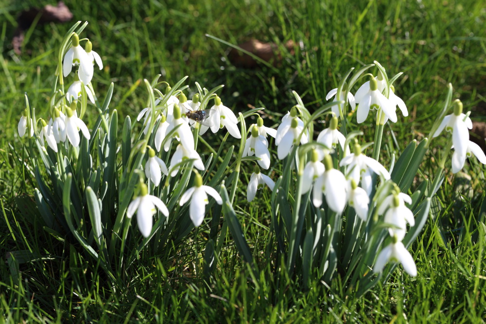 Lokation: Deutschland | Nordrhein-Westfalen | Bergisch Gladbach | Rodemich Kategorien: Habitus, Datum: 27.02.2016