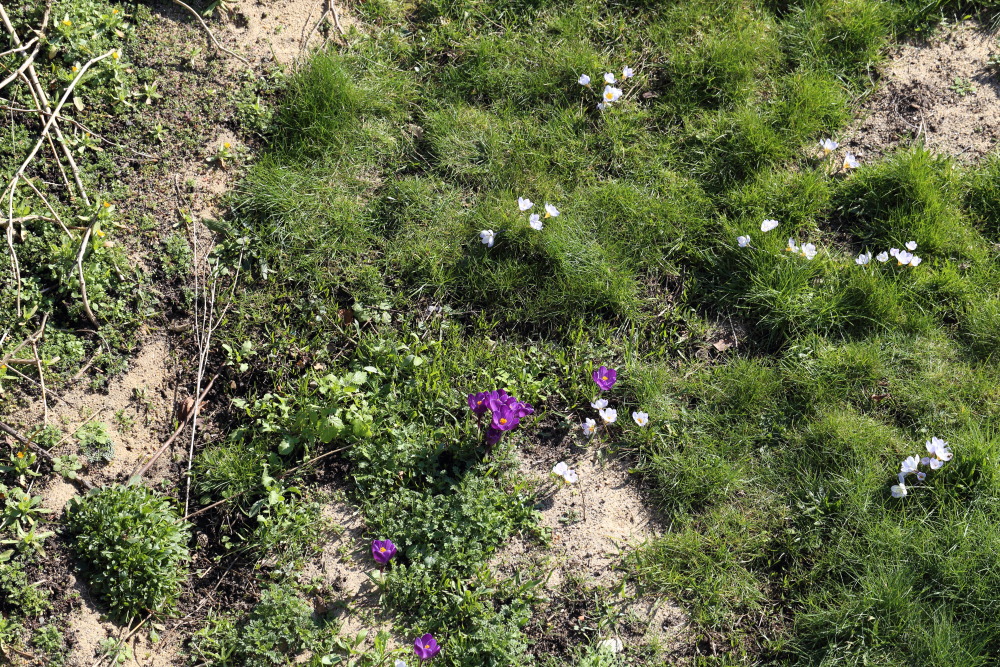 Lokation: Deutschland | Nordrhein-Westfalen | Bergisch Gladbach | Rodemich Kategorien: Naturgarten, Datum: 27.02.2016