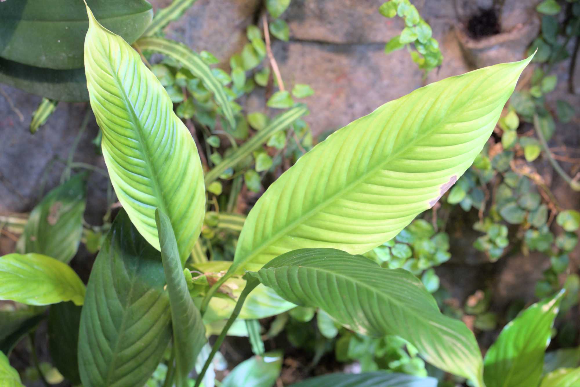 Lokation: Deutschland | Nordrhein-Westfalen | Rheinisch-Bergischer Kreis | Bergisch Gladbach Kategorien: Pflanzenwand, Datum: 03.04.2016