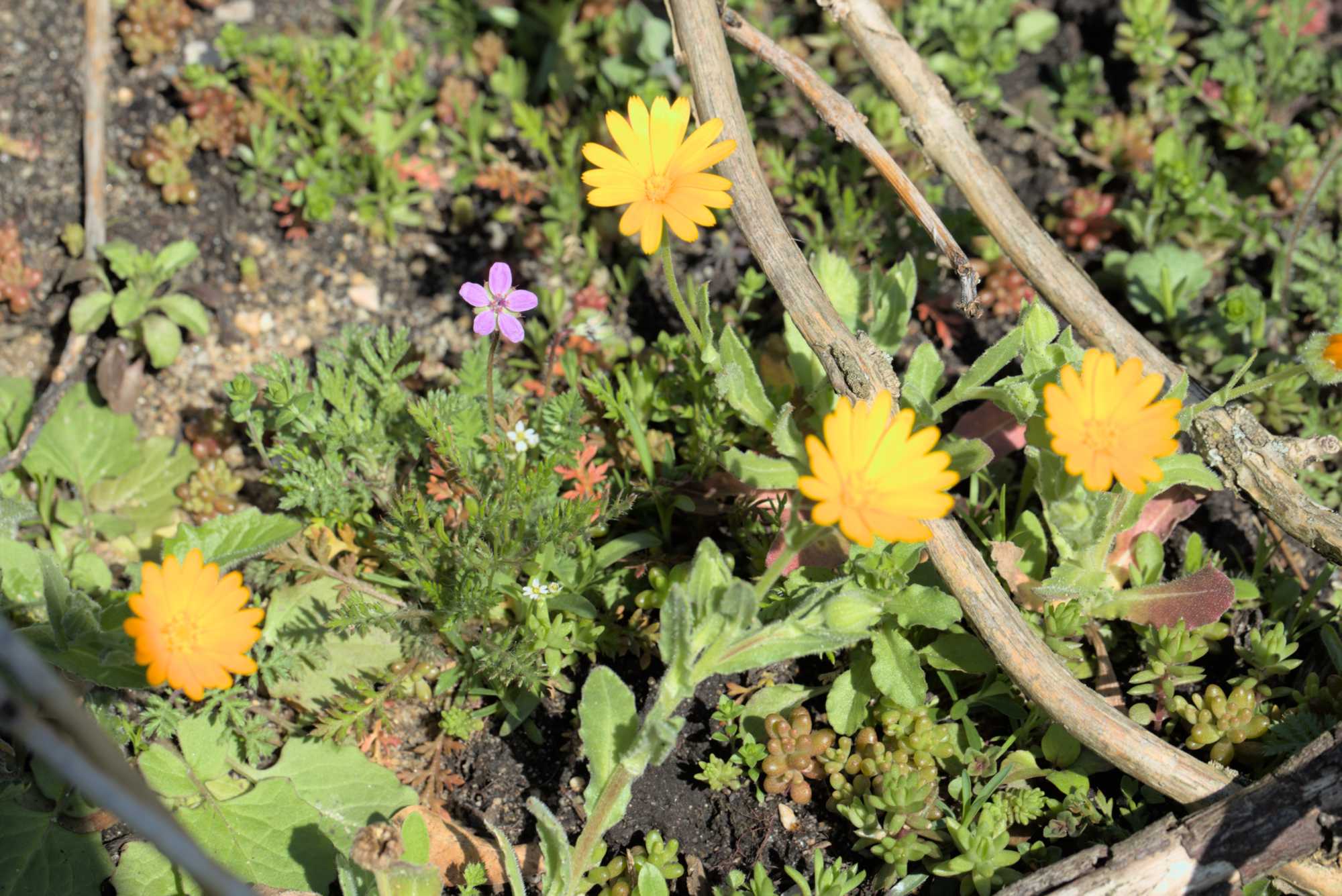 Lokation: Deutschland | Nordrhein-Westfalen | Rheinisch-Bergischer Kreis | Bergisch Gladbach Kategorien: Keimlinge, Datum: 09.04.2016