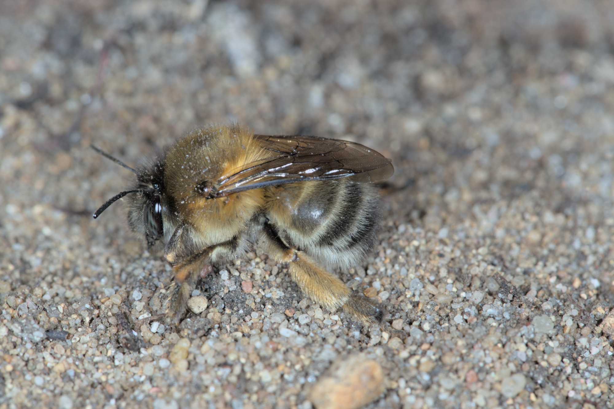 Lokation: Deutschland | Nordrhein-Westfalen | Rheinisch-Bergischer Kreis | Bergisch Gladbach Kategorien: Bienen, Datum: 09.04.2016