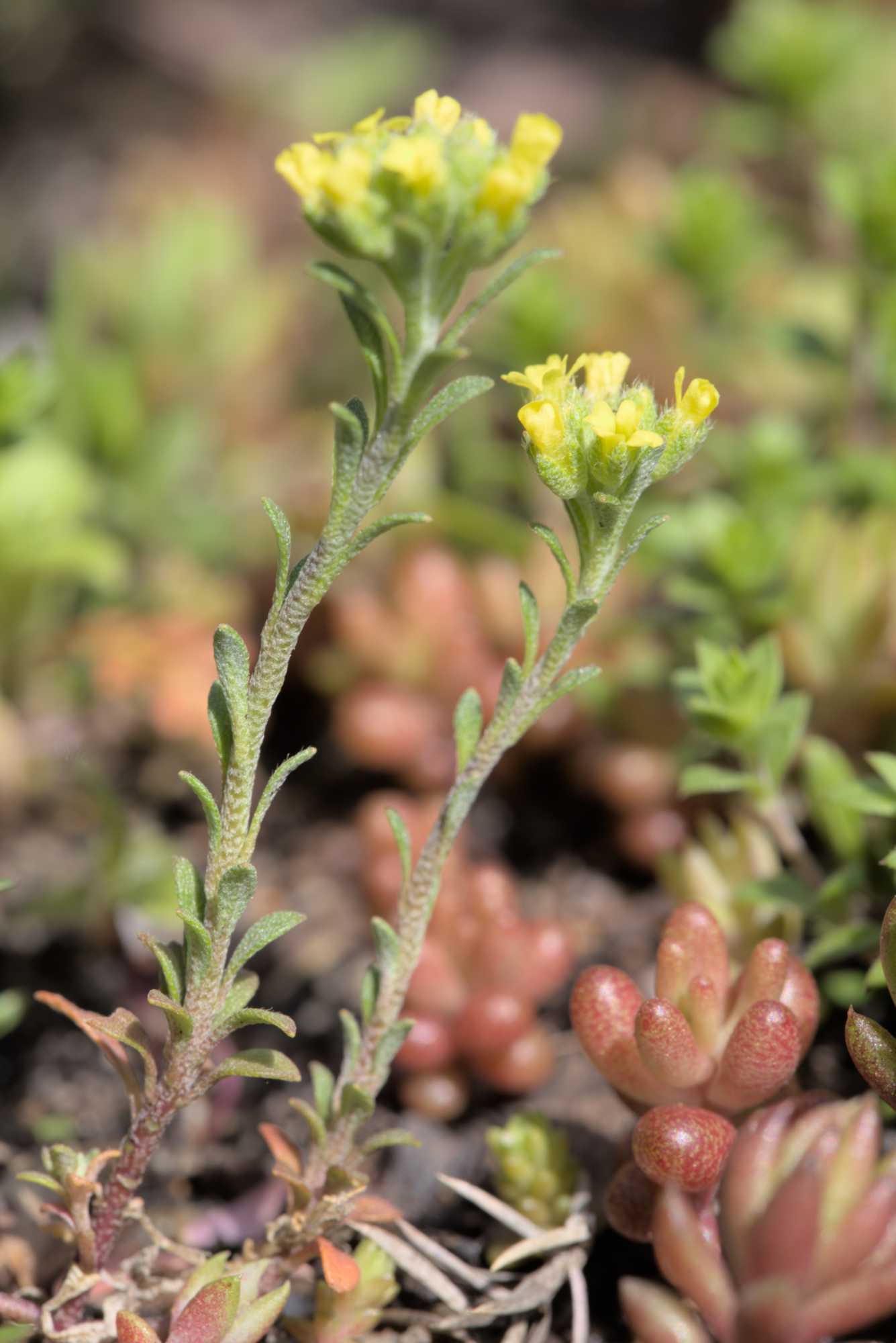 Lokation: Deutschland | Nordrhein-Westfalen | Rheinisch-Bergischer Kreis | Bergisch Gladbach Kategorien: Keimlinge, Datum: 10.04.2016
