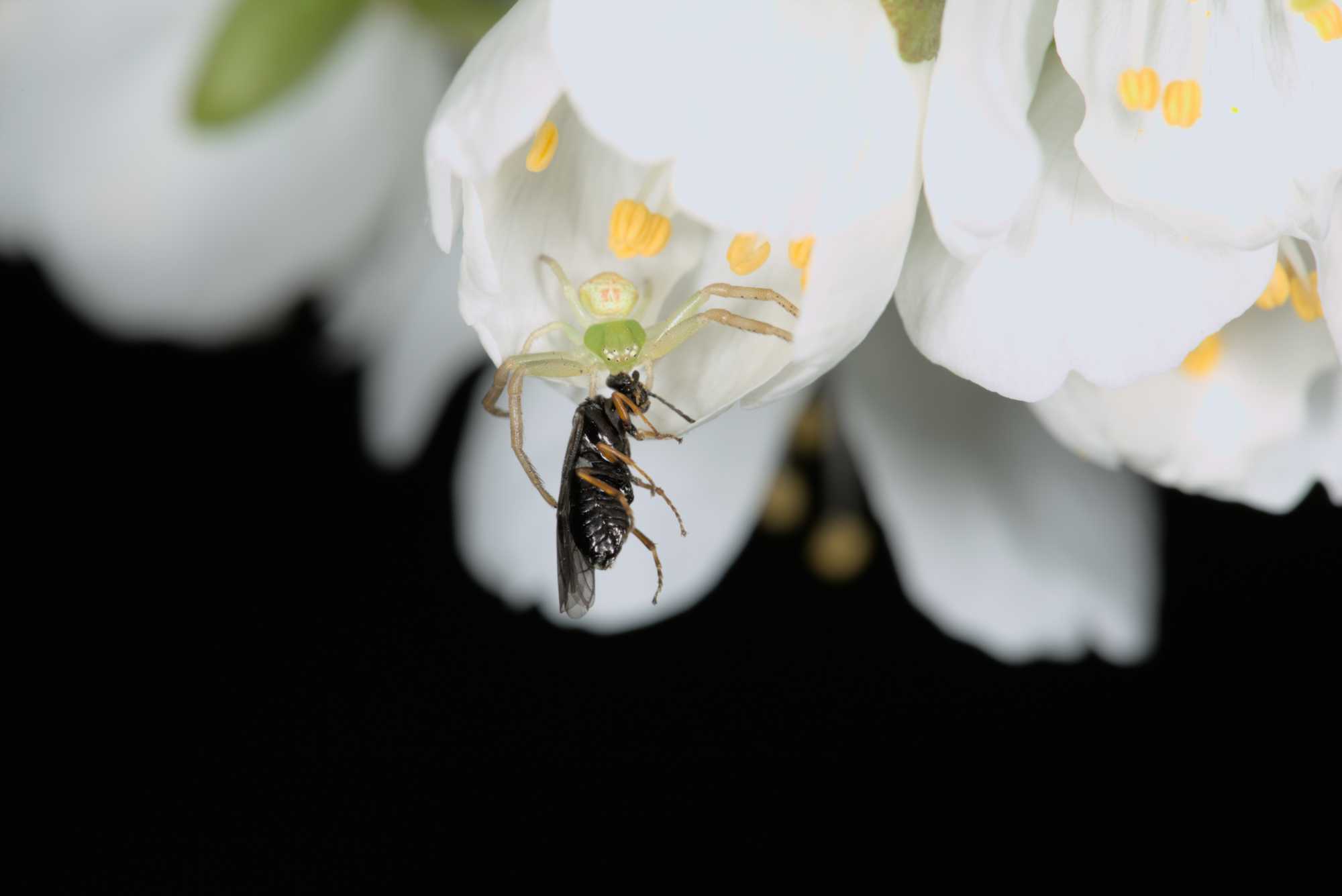 Lokation: Deutschland | Nordrhein-Westfalen | Rheinisch-Bergischer Kreis | Bergisch Gladbach Kategorien: Bienen, Datum: 10.04.2016