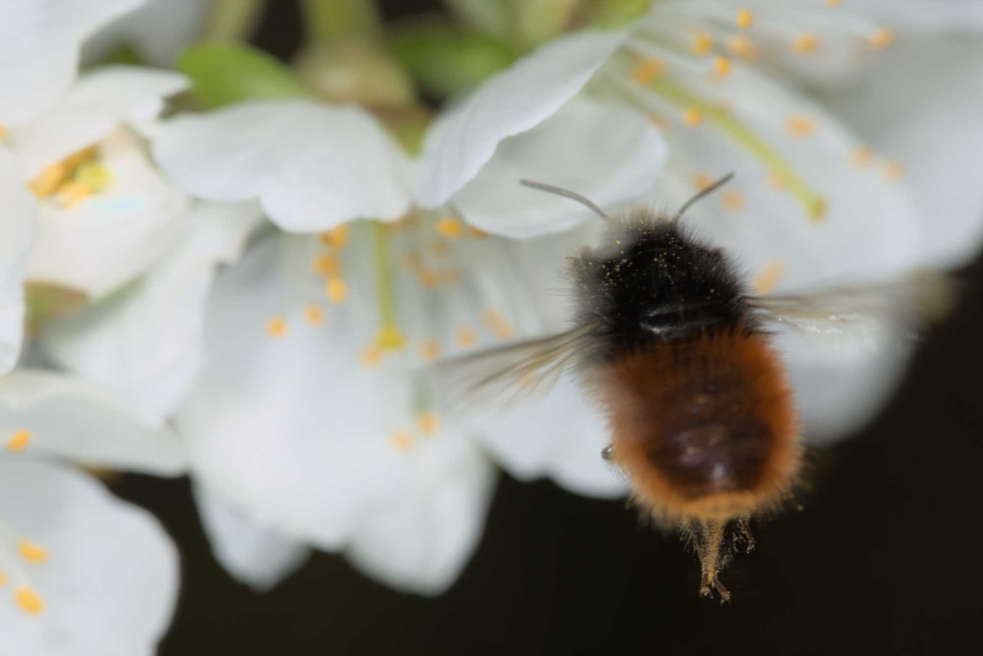 Gehörnte Mauerbiene (Osmia cornuta), Lokation: Deutschland | Nordrhein-Westfalen | Rheinisch-Bergischer Kreis | Bergisch Gladbach Kategorien: Bienen, Familie: Megachilidae (Bauchsammlerbienen), Datum: 10.04.2016