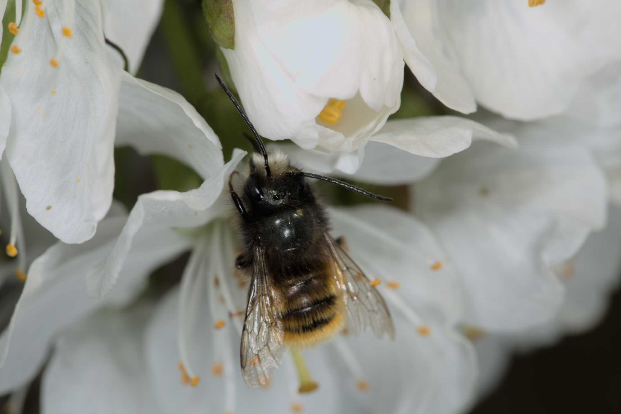 Lokation: Deutschland | Nordrhein-Westfalen | Rheinisch-Bergischer Kreis | Bergisch Gladbach Kategorien: Bienen, Datum: 10.04.2016