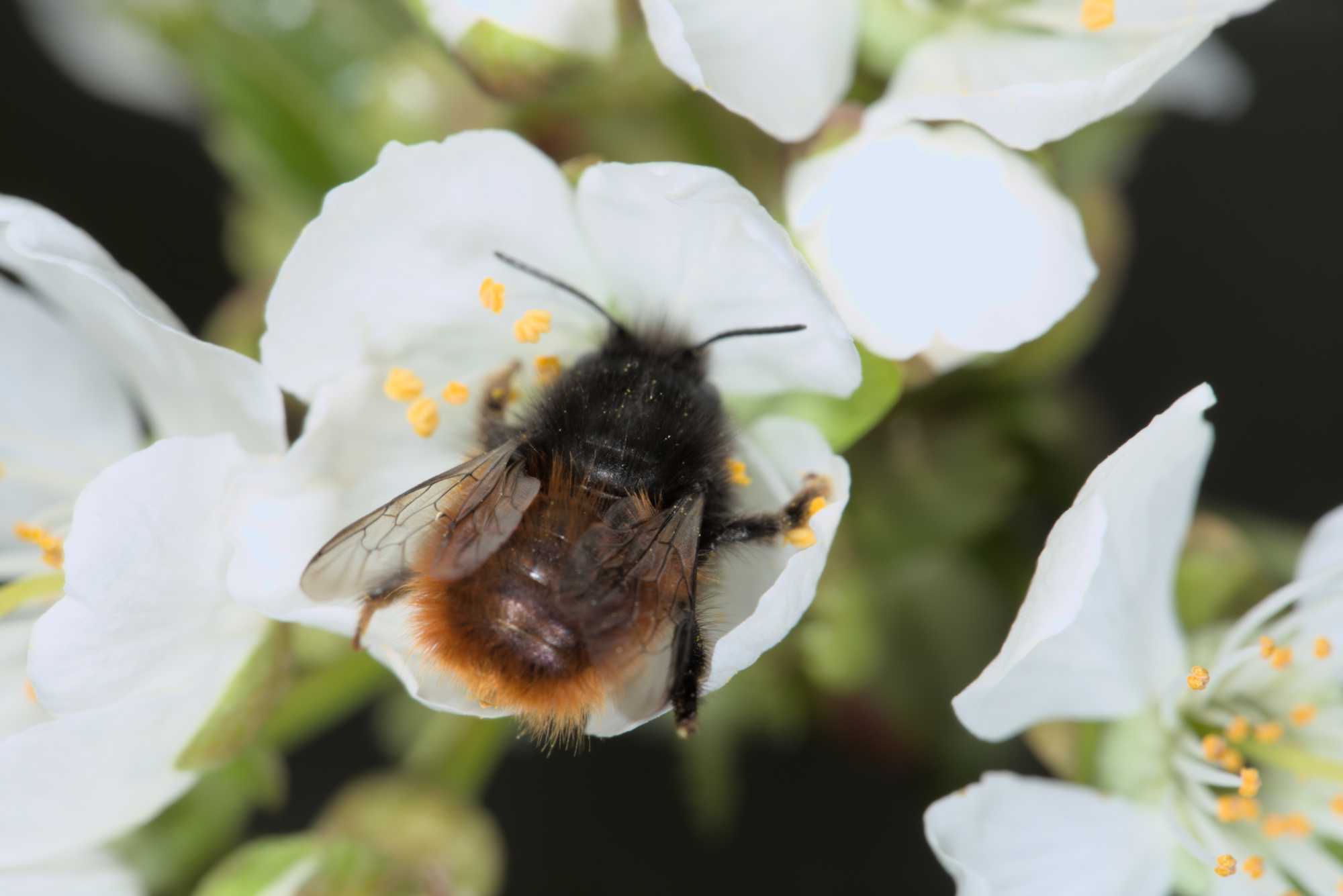 Lokation: Deutschland | Nordrhein-Westfalen | Rheinisch-Bergischer Kreis | Bergisch Gladbach Kategorien: Bienen, Datum: 10.04.2016