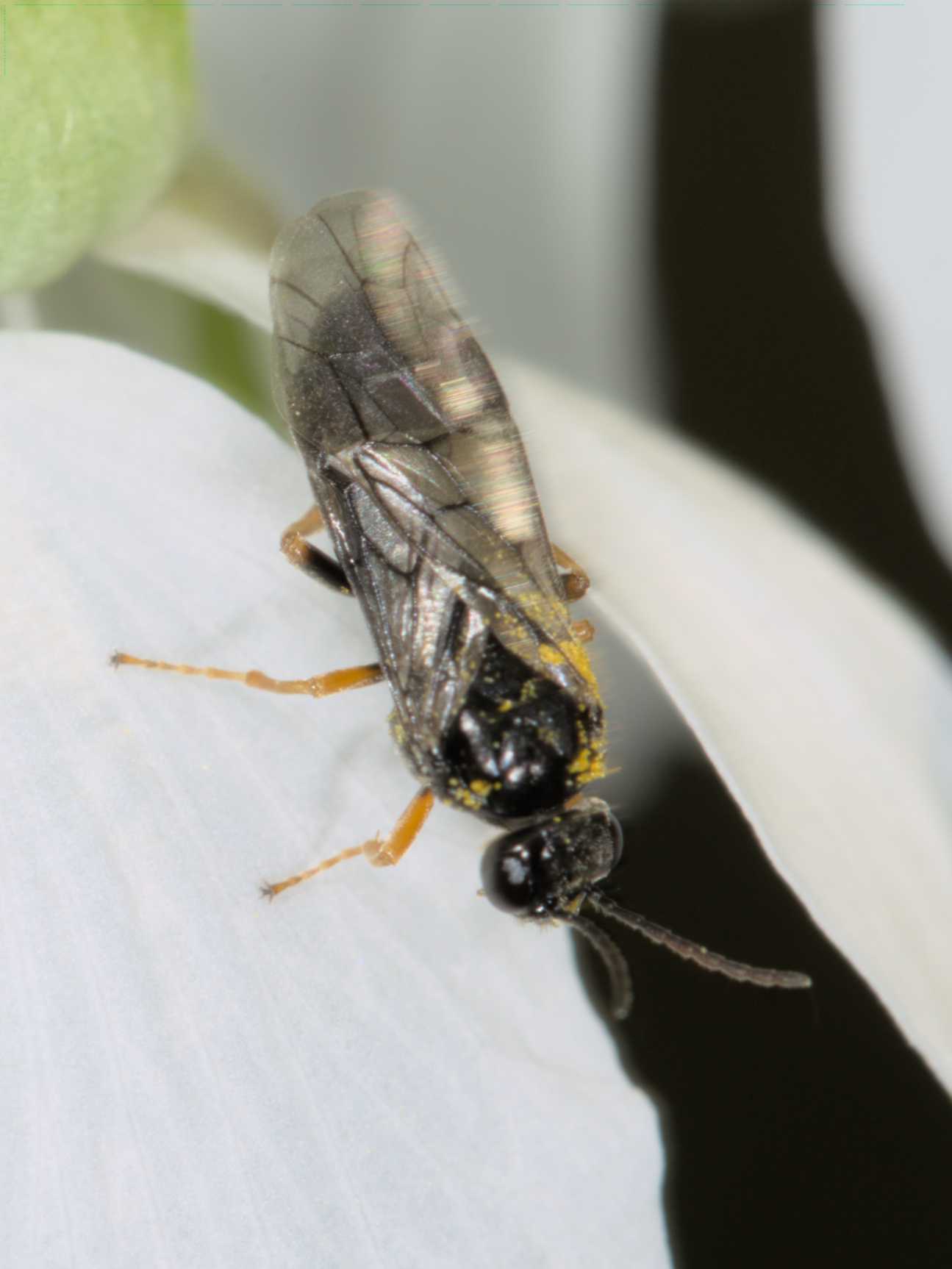 Lokation: Deutschland | Nordrhein-Westfalen | Rheinisch-Bergischer Kreis | Bergisch Gladbach Kategorien: Bienen, Datum: 10.04.2016