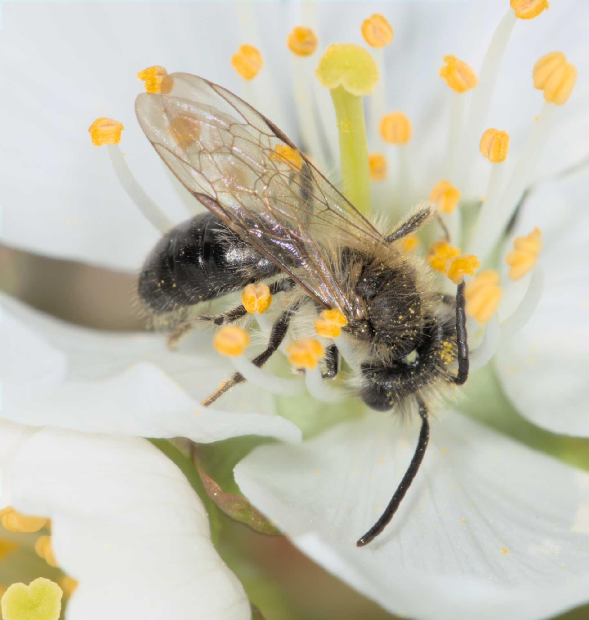 Lokation: Deutschland | Nordrhein-Westfalen | Rheinisch-Bergischer Kreis | Bergisch Gladbach Kategorien: Bienen, Datum: 10.04.2016