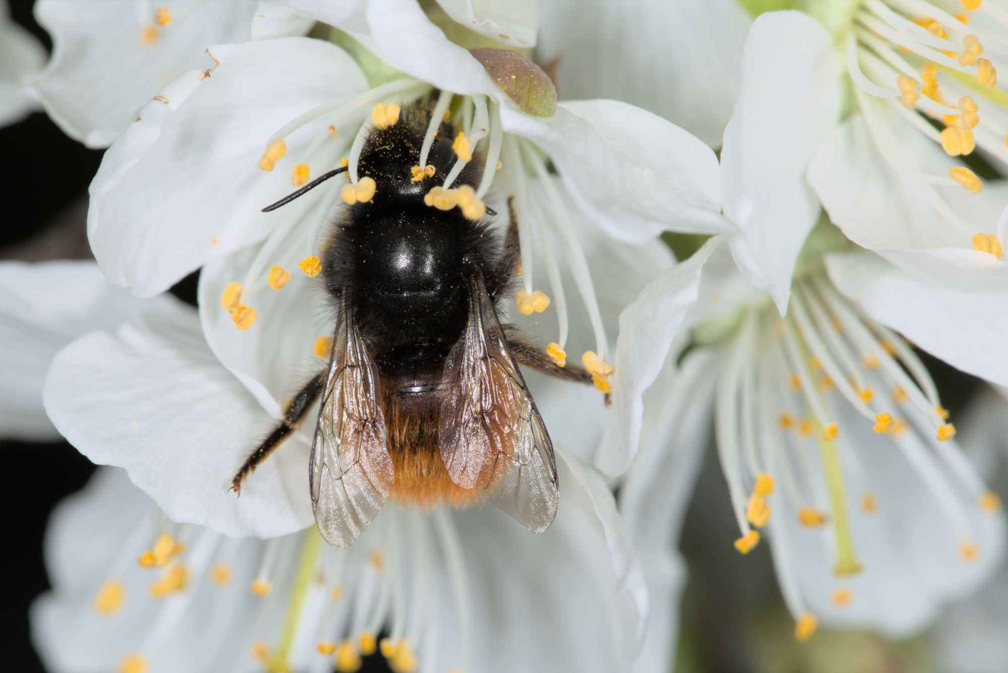 Lokation: Deutschland | Nordrhein-Westfalen | Rheinisch-Bergischer Kreis | Bergisch Gladbach Kategorien: Bienen, Datum: 10.04.2016