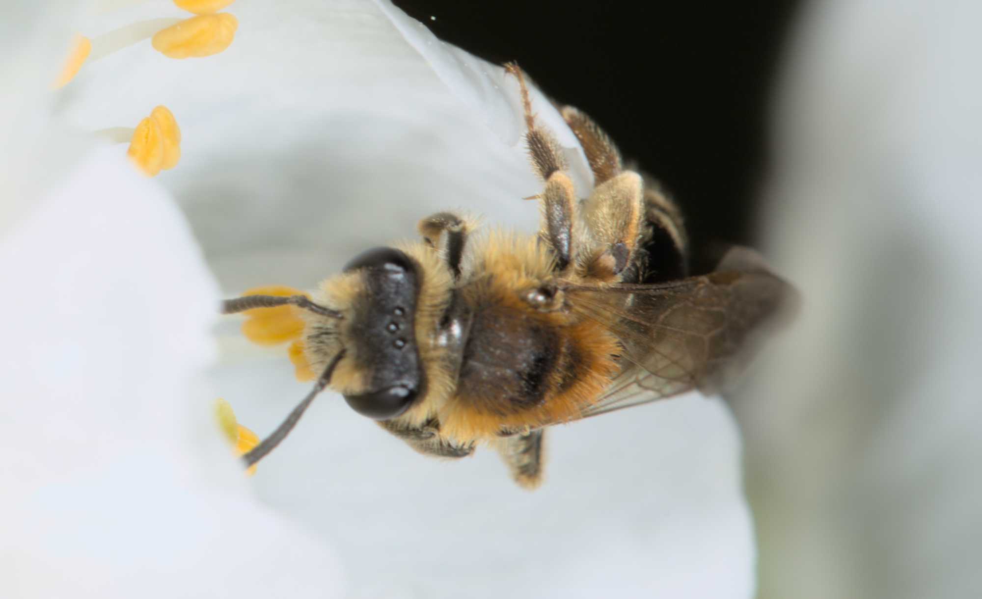 Lokation: Deutschland | Nordrhein-Westfalen | Rheinisch-Bergischer Kreis | Bergisch Gladbach Kategorien: Bienen, Datum: 11.04.2016