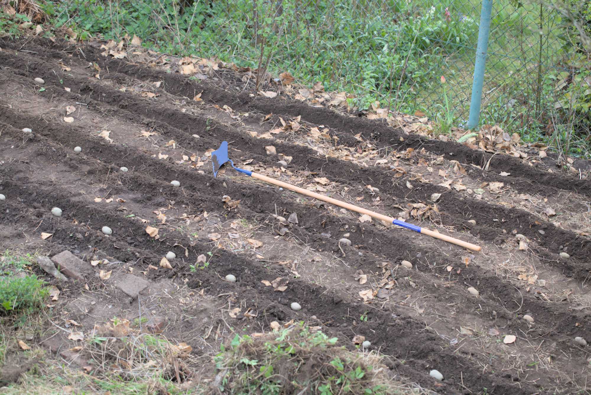 Lokation: Deutschland | Nordrhein-Westfalen | Rheinisch-Bergischer Kreis | Bergisch Gladbach Kategorien: Nutzgarten, Datum: 13.04.2016