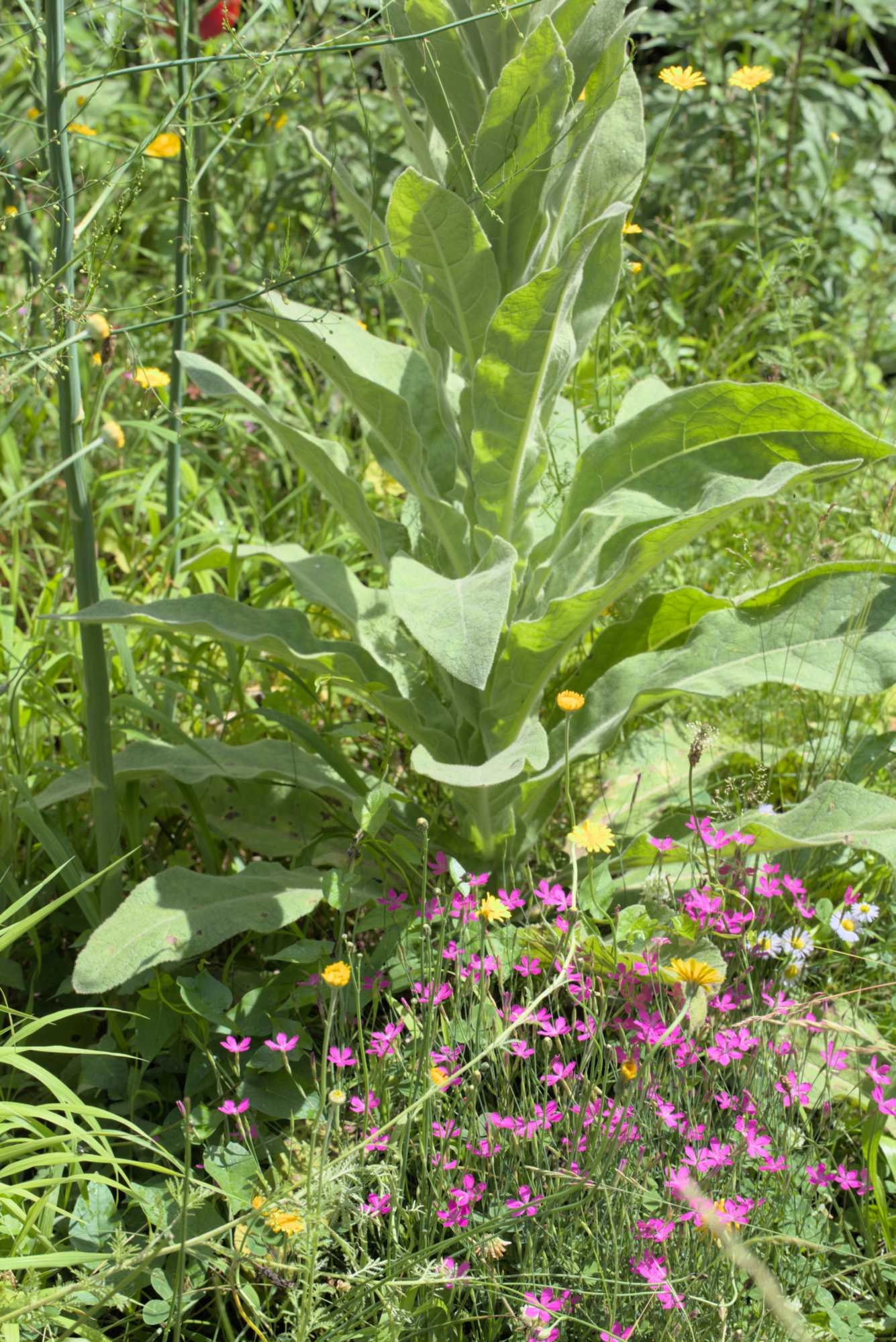 Lokation: Deutschland | Nordrhein-Westfalen | Rheinisch-Bergischer Kreis | Bergisch Gladbach Kategorien: Naturgarten, Datum: 26.06.2016