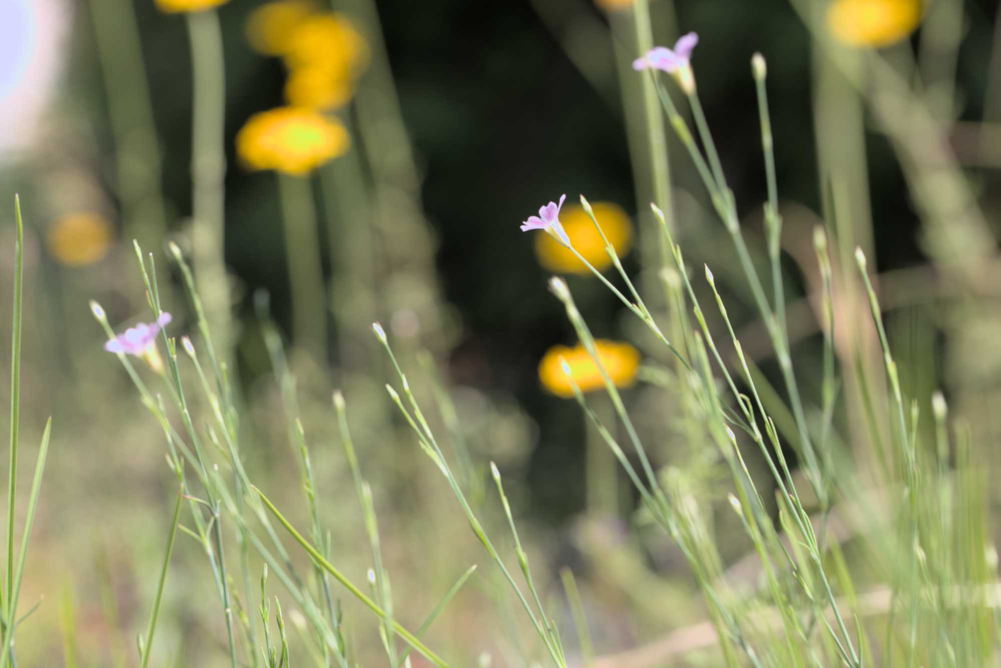 Lokation: Deutschland | Nordrhein-Westfalen | Rheinisch-Bergischer Kreis | Bergisch Gladbach Kategorien: Naturgarten, Datum: 26.06.2016