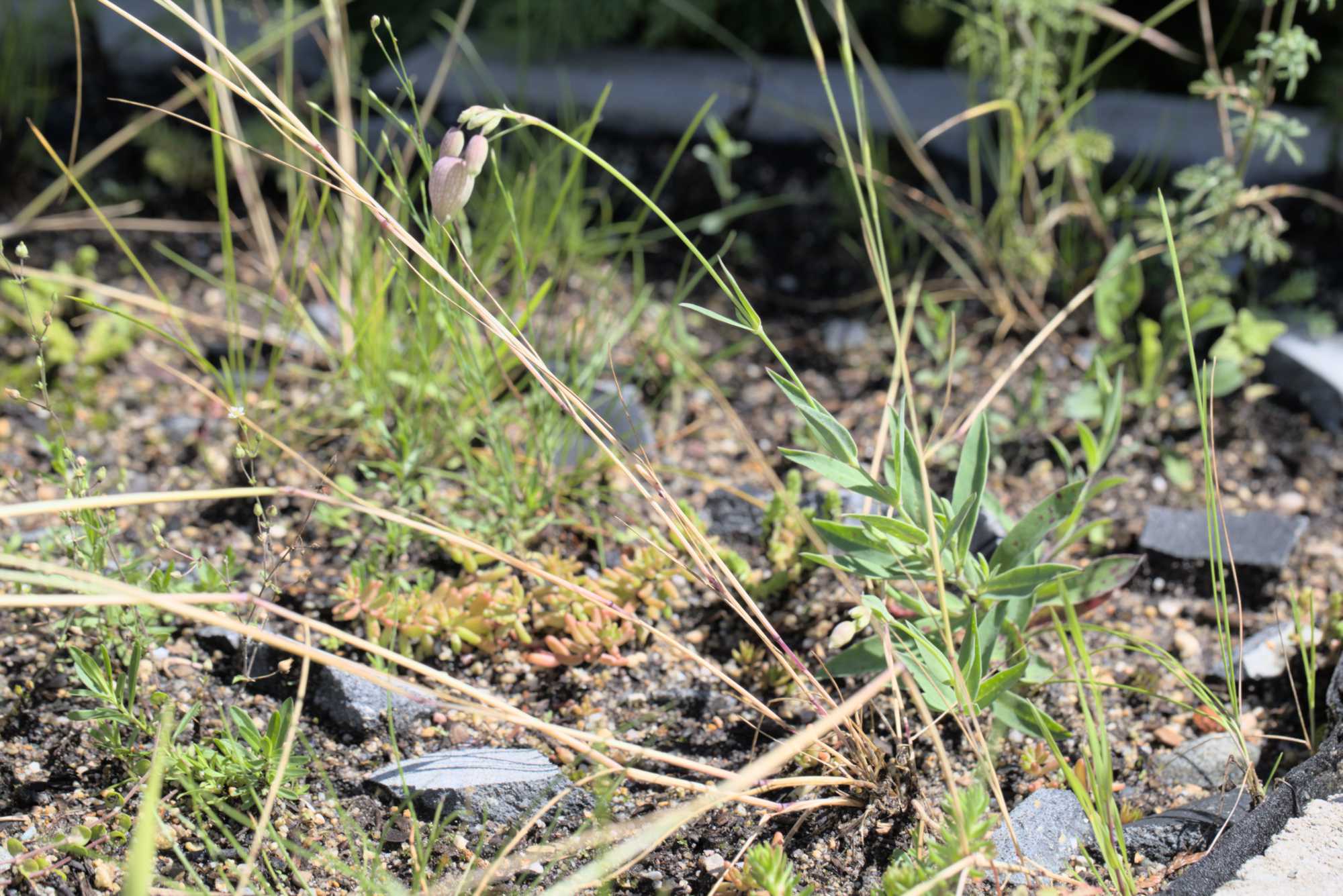 Lokation: Deutschland | Nordrhein-Westfalen | Rheinisch-Bergischer Kreis | Bergisch Gladbach Kategorien: Naturgarten, Datum: 26.06.2016