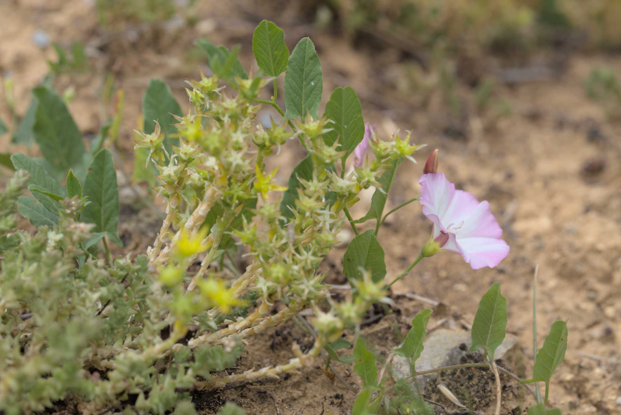 Lokation: Deutschland | Bayern | Landkreis Würzburg | Riedenheim Kategorien: Vegetation, Datum: 02.07.2016