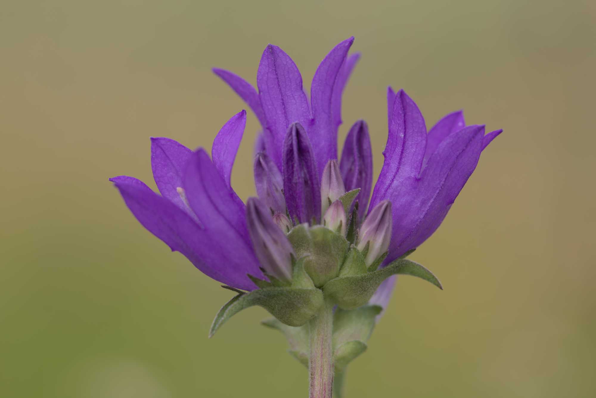Lokation: Deutschland | Bayern | Landkreis Würzburg | Riedenheim Kategorien: Blüte, Datum: 02.07.2016