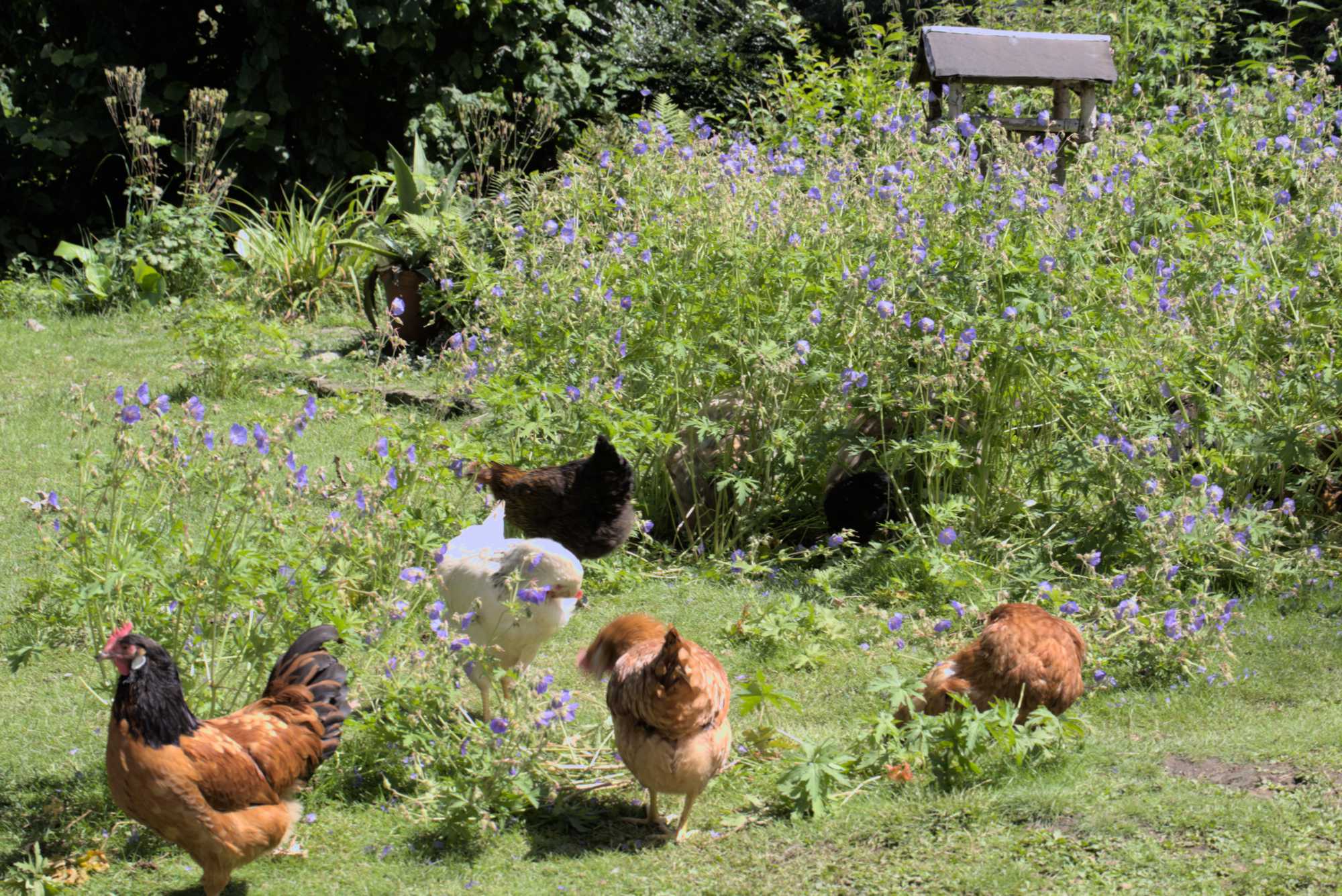 Lokation: Deutschland | Nordrhein-Westfalen | Rheinisch-Bergischer Kreis | Rösrath Kategorien: Hühner, Datum: 03.07.2016