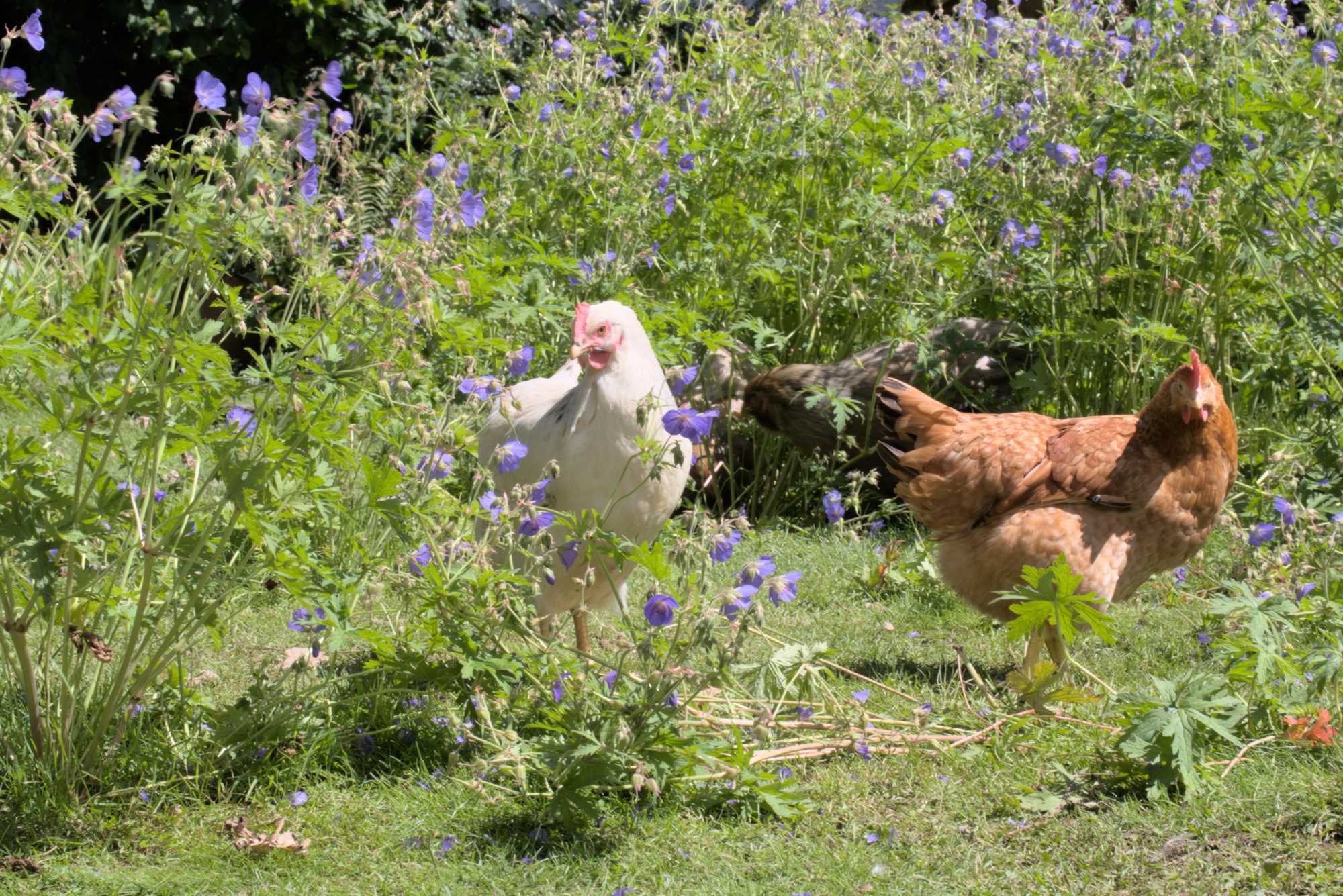 Lokation: Deutschland | Nordrhein-Westfalen | Rheinisch-Bergischer Kreis | Rösrath Kategorien: Hühner, Datum: 03.07.2016