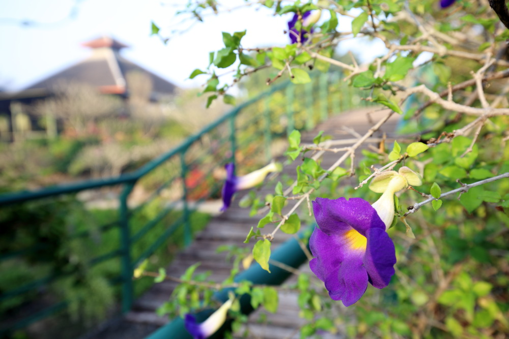 Thunbergia erecta, Lokation: Thailand | Nakhon Ratchasima | Pak Chong | Ban Khlong Chai Kategorien: Garten, Familie: Acanthaceae (Akanthusgewächse ), Datum: 01.02.2016