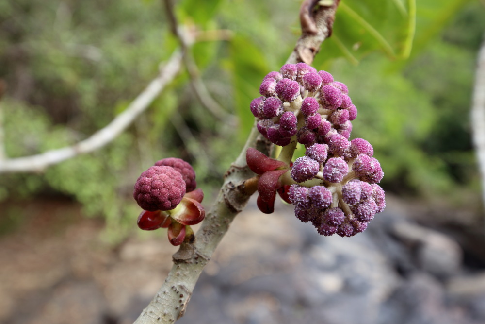 Lokation: Thailand | Nakhon Ratchasima | Ban Phak Pa Mai Kategorien: Blüte, Datum: 02.02.2016