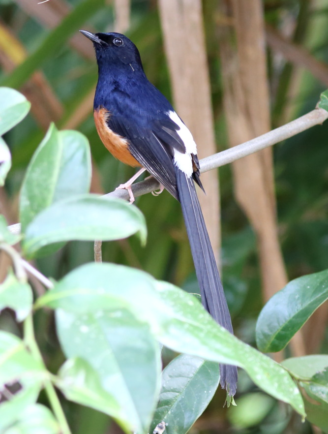 Lokation: Thailand | Nakhon Ratchasima | Ban Phak Pa Mai Kategorien: Säugetiere, Datum: 02.02.2016