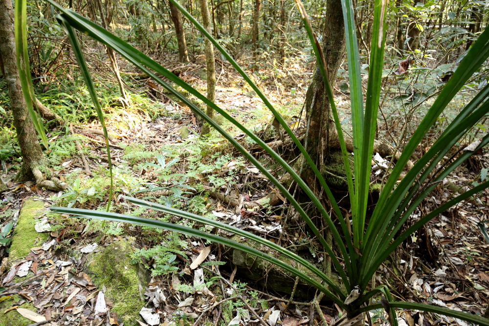 Lokation: Thailand | Nakhon Ratchasima | Ban Phak Pa Mai Kategorien: Habitus, Datum: 03.02.2016