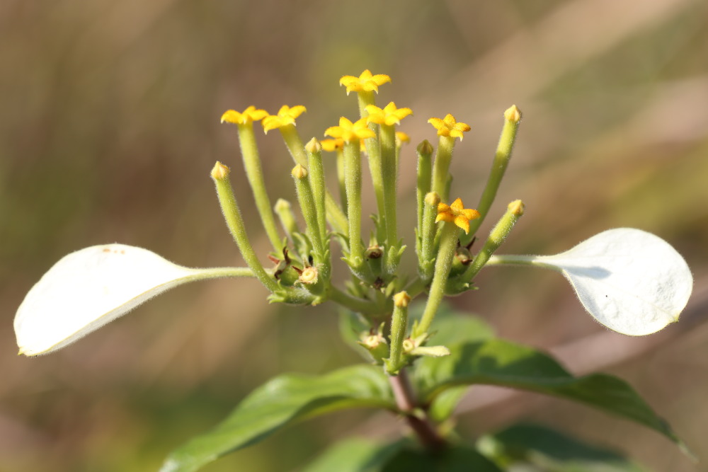 Mussaenda sanderiana, Lokation: Thailand | Nakhon Ratchasima | Ban Phak Pa Mai Kategorien: Blüte, Familie: Rubiaceae (Rötegewächse ), Datum: 03.02.2016