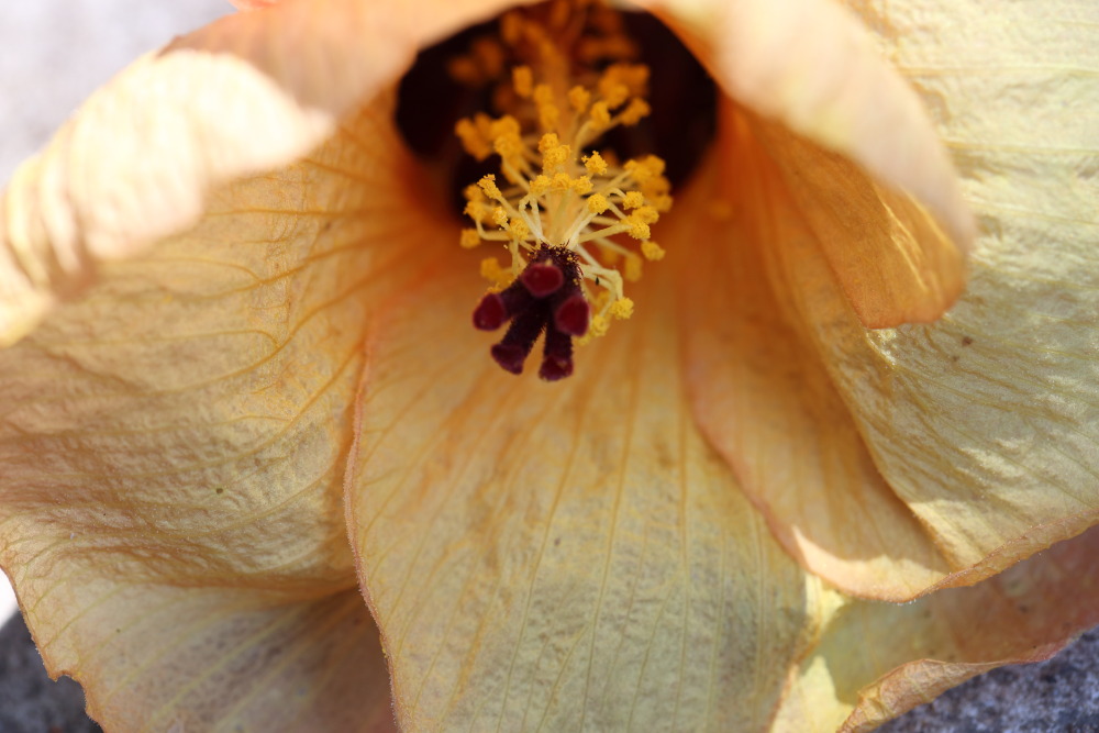 Lokation: Thailand | Nakhon Nayok | Pak Phli | Ban Khlong Pun Kategorien: Blüte, Datum: 04.02.2016