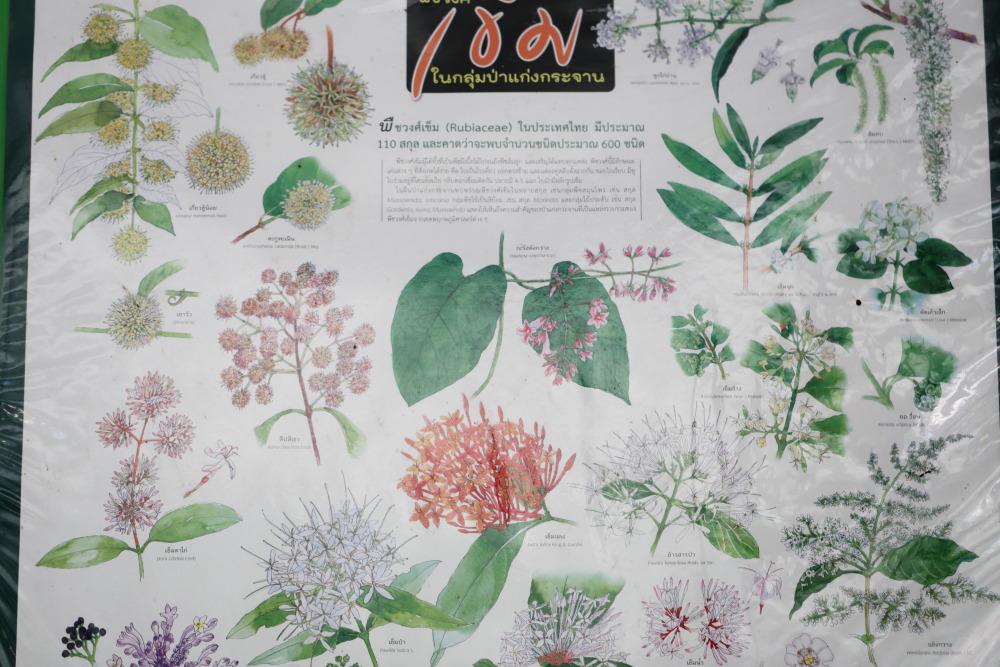 Lokation: Thailand | Phetchaburi | Ban Krang Kategorien: Tafel, Datum: 10.02.2016