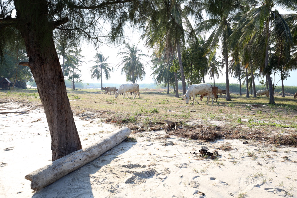 Lokation: Thailand | Prachuap Khirikhan | Kui Buri | Ban Khao Daeng Kategorien: Strand, Beweidung, Datum: 10.02.2016
