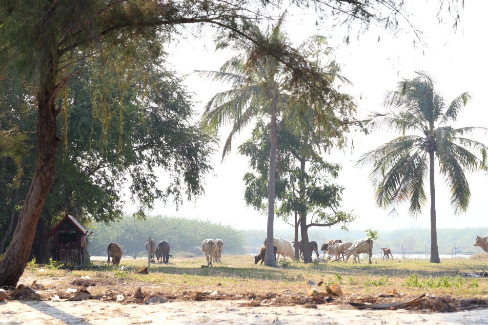 Lokation: Thailand | Prachuap Khirikhan | Kui Buri | Ban Khao Daeng Kategorien: Strand, Beweidung, Datum: 10.02.2016