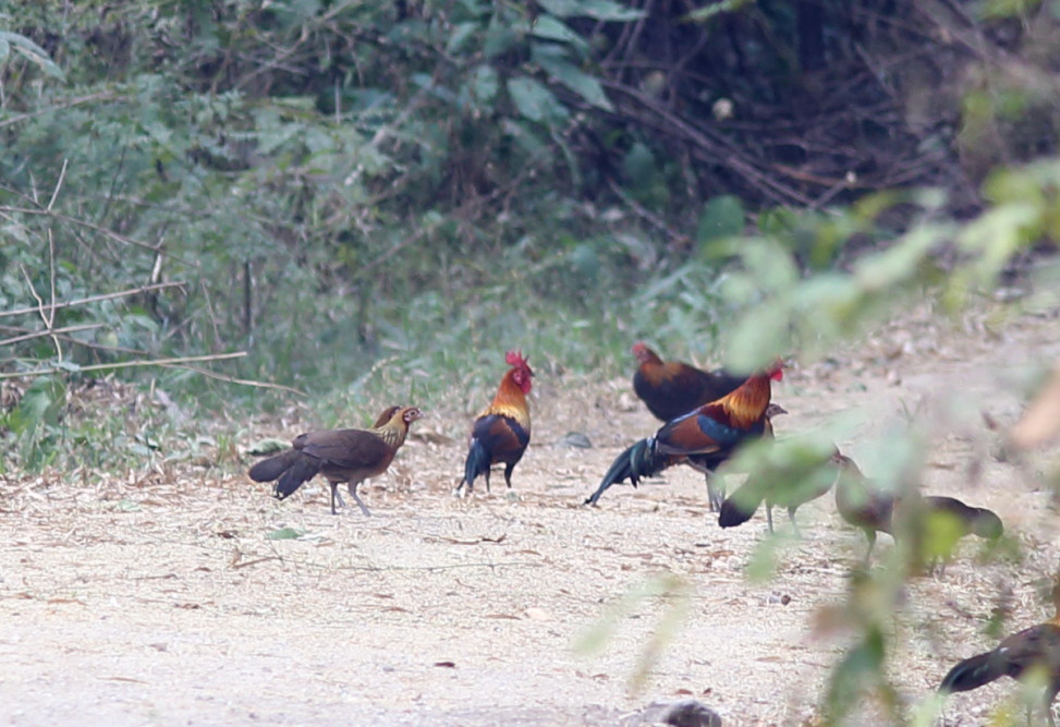 Lokation: Thailand | Uthai Thani | Ban Khao Khiao Kategorien: Vögel, Datum: 11.02.2016