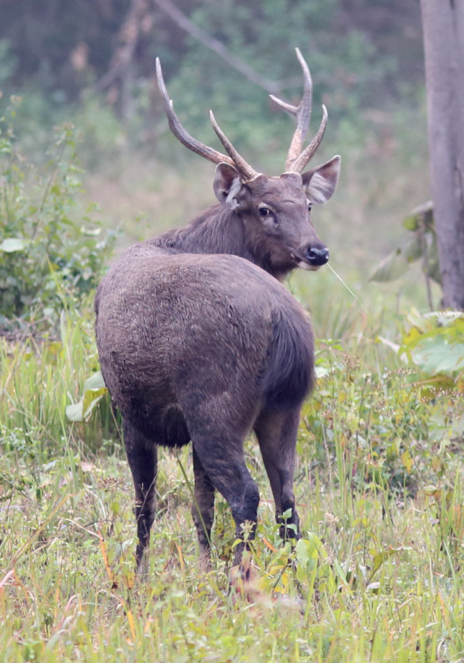 Lokation: Thailand | Uthai Thani | Ban Khao Khiao Kategorien: Säugetiere, Datum: 11.02.2016