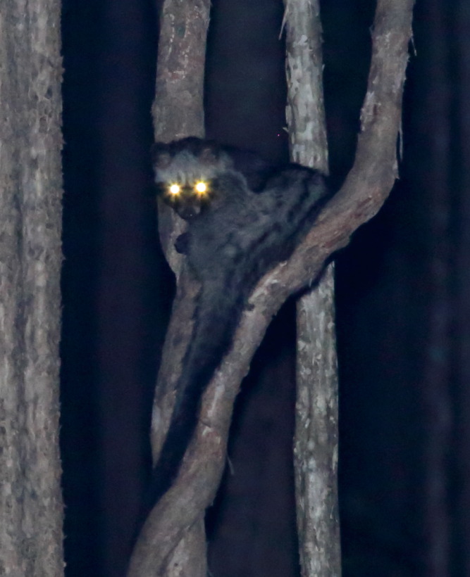 Paradoxurus hermaphroditus (Fleckenmusang-Schleichkatze), Lokation: Thailand | Uthai Thani | Ban Khao Khiao Kategorien: Säugetiere, Familie: Viverridae (Schleichkatzen), Datum: 11.02.2016