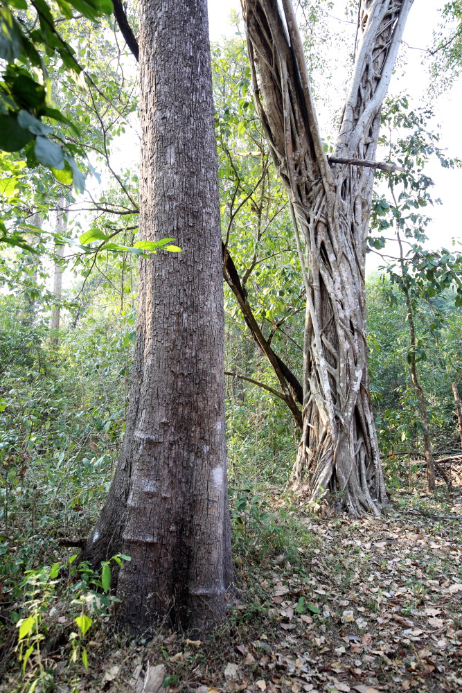 Lokation: Thailand | Uthai Thani | Ban Khao Khiao Kategorien: Wald, Datum: 12.02.2016