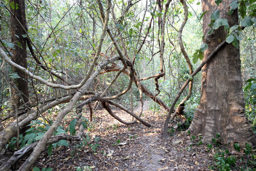 Lokation: Thailand | Uthai Thani | Ban Khao Khiao Kategorien: Wald, Datum: 12.02.2016