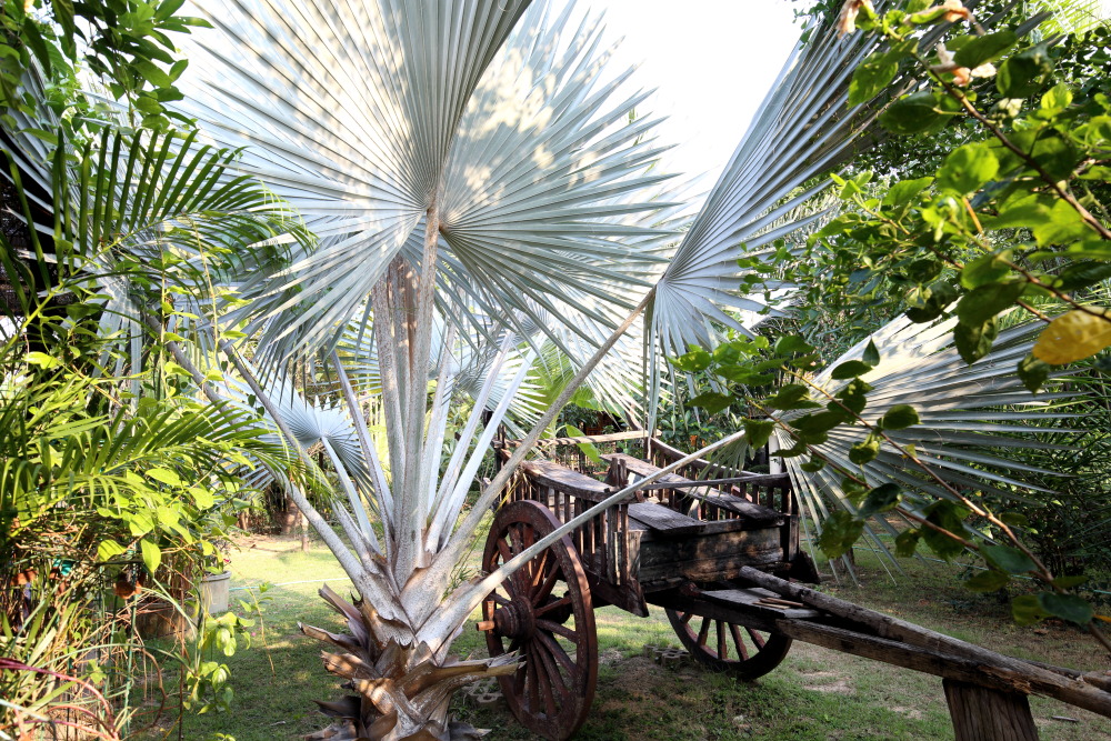 Lokation: Thailand | Sukhothai | Ban Dan Lan Hoi | Ban Chetuphon Kategorien: Garten, Datum: 15.02.2016