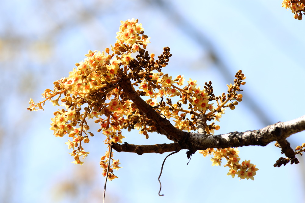 Lokation: Thailand | Chiang Mai | Chiang Dao | Ban Na Lao Mai Kategorien: Blüte, Datum: 17.02.2016